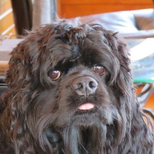 Meet your Posher, Donna